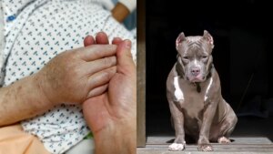 Brutal ataque de dos perros dejó a una mujer gravemente herida en Montebello, Antioquia: perdió varios dedos