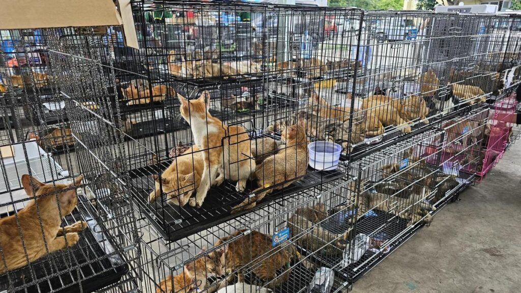 Cerca de 400 gatos rescatados en Vietnam de una red de comercialización de carne animal
