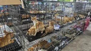 Cerca de 400 gatos rescatados en Vietnam de una red de comercialización para consumo humano | elperiodico.com