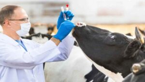 Certificación de fiebre aftosa y censo ganadero nacional claves para el futuro del sector