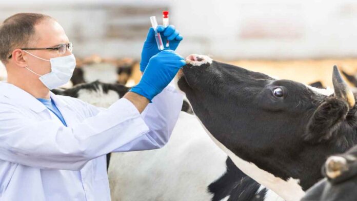 Certificación de fiebre aftosa y censo ganadero nacional claves para el futuro del sector