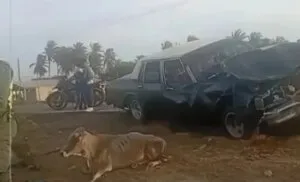 Choca contra un rebaño de vacas vía Troncal del Caribe: hay tres heridos