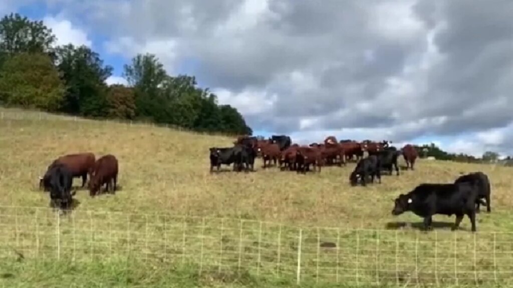 Científicos analizaron el ADN de unas vacas aisladas durante más de un siglo y encontraron una explicación inesperada para su supervivencia