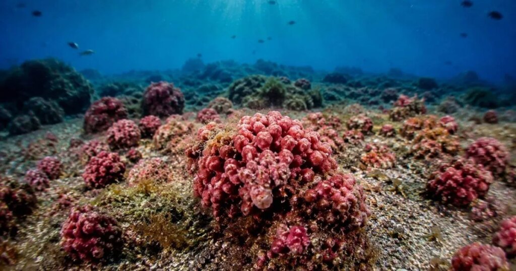 Científicos descubren cuatro nuevas especies de “rocas vivas” que almacenan carbono en un ecosistema oculto bajo el mar de Japón