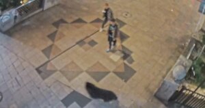 Cierran todas las escuelas de una ciudad del norte de Japón por la presencia de osos en la zona