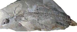Cocodrilos en el Prepirineo | Noticias de la Ciencia y la Tecnología (Amazings® / NCYT®)