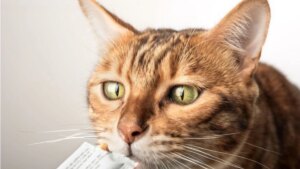 Cómo preparar ‘churu’ casero para gatos: receta fácil, económica y con ingredientes naturales