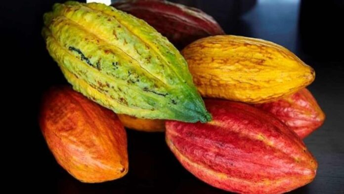 Consideran que ley del cacao garantizará precios justos y frenará intermediación