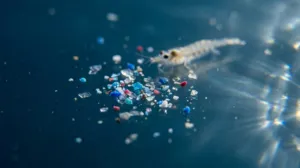 Crean un método para detectar nanoplásticos y medir sus riesgos en la salud humana