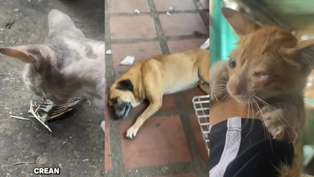 Denuncian grave situación de abandono y desnutrición de perros y gatos en el mercado de Barranquilla: 'El infierno'