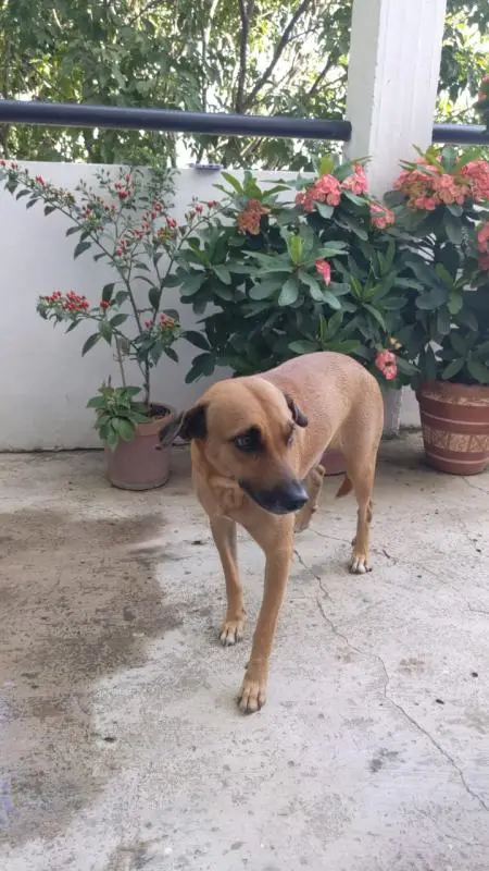 Denuncian presunto envenenamiento de nueve mascotas en San Antonio