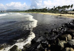 Derrames petroleros amenazan la supervivencia de 15 especies de aves marinas en costas venezolanas