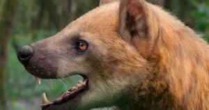 Descubren en Cataluña una nueva especie de “perro-oso” que vivió hace 15,9 millones de años y revela cómo cazaban los grandes carnívoros del Mioceno