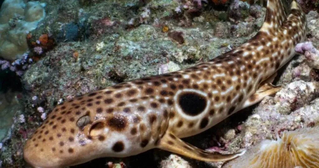 Descubren en Papúa Nueva Guinea un tiburón que "camina" sobre los arrecifes: podría estar ya en peligro de extinción