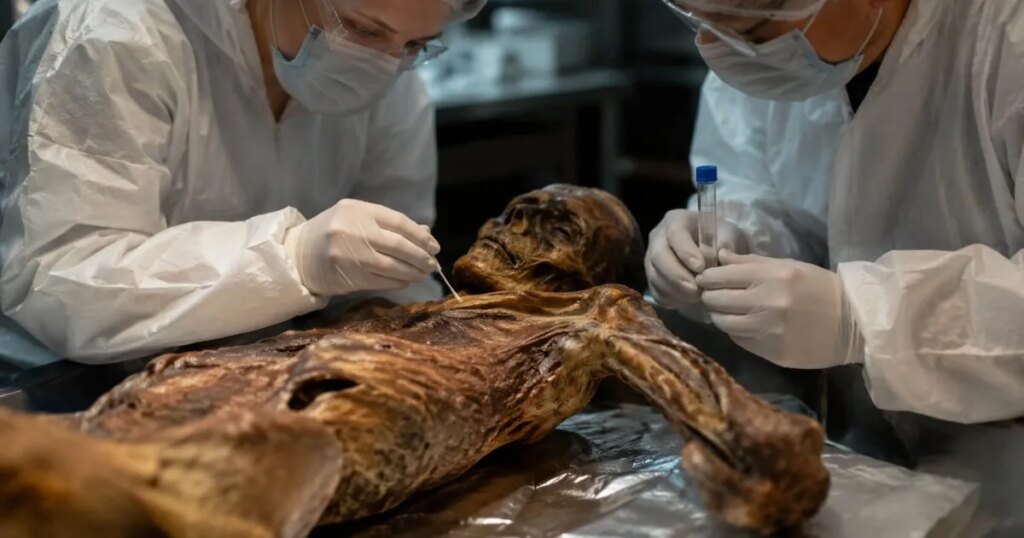 Descubren un cambio inesperado en Ötzi tras 30 años: microorganismos modernos colonizan la momia de 5.300 años