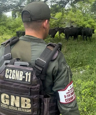 Dos detenidos por el hurto de 20 búfalos