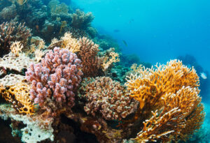 EEUU alerta que fenómeno de ‘El Niño’ podría provocar blanqueamiento global de los corales – AlbertoNews