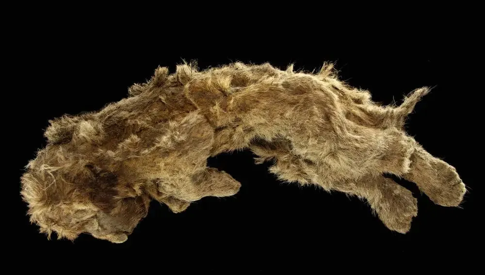El ADN resuelve un misterio de 1,7 millones de años: el león de las cavernas no era un león, sino una especie desconocida 