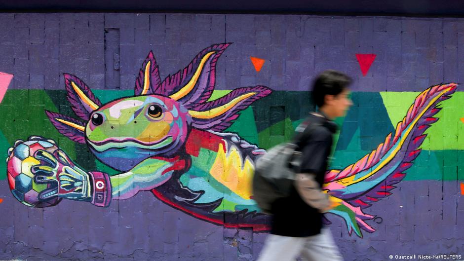 El ajolote que sonríe en los muros de México corre peligro