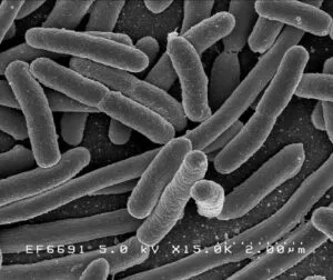 El verdadero porcentaje de control de la microbiota en tu mente