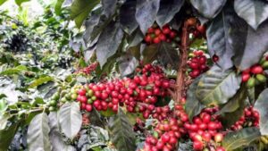 Empresas y productores de Lara aumentan niveles de exportación de rubros agrícolas