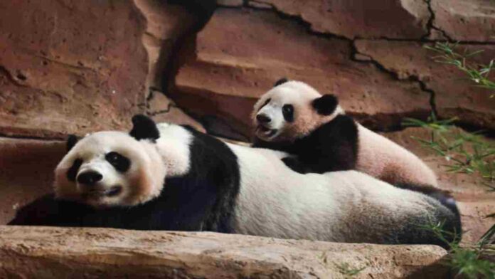 #EnFotos Primer panda gigante nacido en Indonesia debuta en un zoo de Java