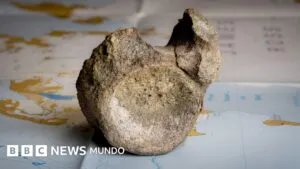 Encuentran olvidado en un cajón el primer hueso de un dinosaurio que habitaba en una Antártida cubierta de frondosos bosques