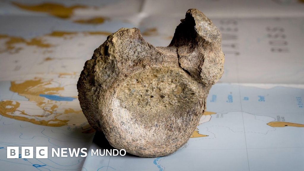 Encuentran olvidado en un cajón el primer hueso de un dinosaurio que habitaba en una Antártida cubierta de frondosos bosques