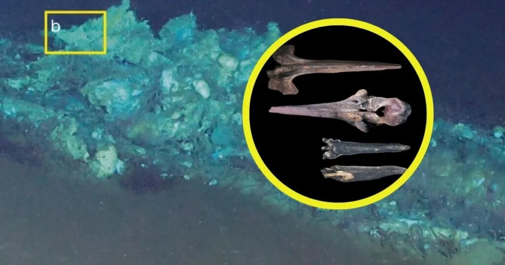 Encuentran una necrópolis de ballenas en uno de los lugares más profundos y remotos de la Tierra, a 7 kilómetros en el océano Índico: algunas tienen 5,3 millones de años