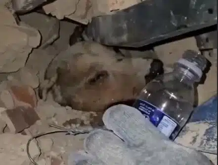 Equipo de rescate salvan a mascota atrapada bajo los escombros