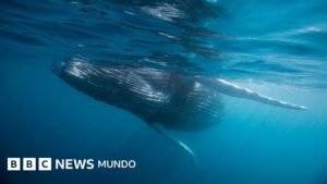 «Es un descubrimiento realmente único»: el inesperado hallazgo de un cementerio de ballenas de hace 5 millones de años en el Índico