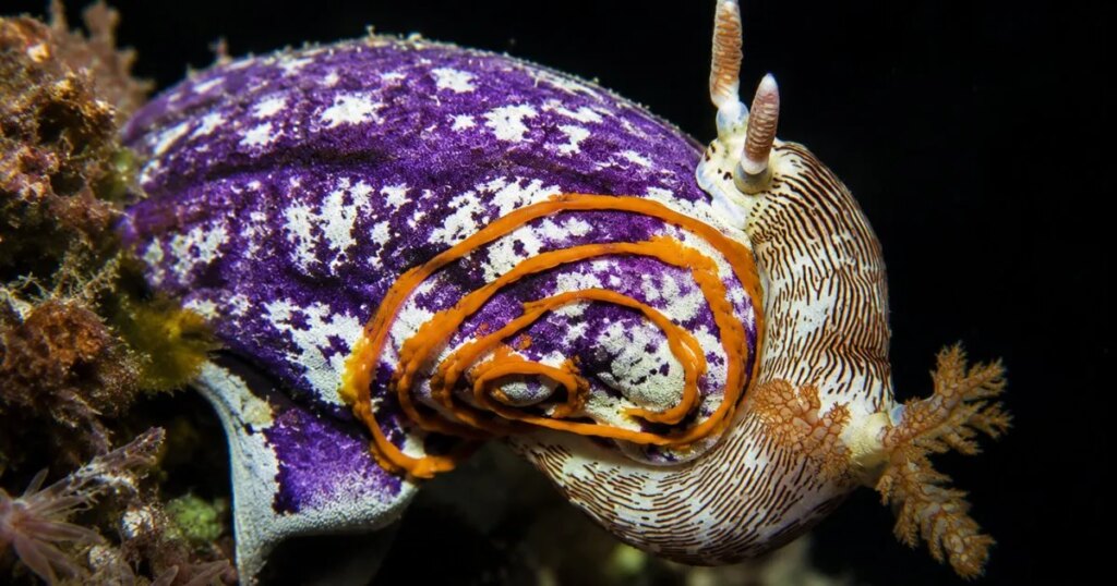 Esta extraña criatura del Mar Rojo puede crear 3 cuerpos completos a partir de uno solo y regenerar todos sus órganos