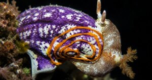 Esta extraña criatura del Mar Rojo puede crear 3 cuerpos completos a partir de uno solo y regenerar todos sus órganos