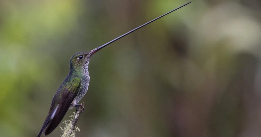 Este colibrí tiene un pico de 10,2 cm: el ave cuya “aguja hipodérmica” supera la longitud de su propio cuerpo