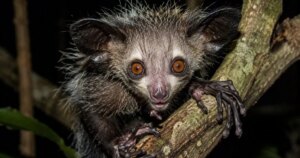 Este el único primate con 12 dedos y sus extrañas manos esconden una adaptación evolutiva que ha desconcertado a los científicos 