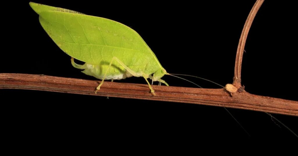 Este insecto lleva millones de años ocultando un secreto: sus alas disfrazadas de hoja mejoran sus canciones de amor