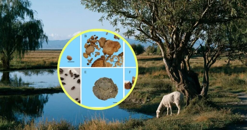 Excrementos fosilizados permiten reconstruir un bosque oculto de 4.000 años en el desierto más árido de Asia