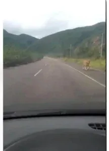 Fake News: Desmienten presencia de felinos en las minas de Lobatera tras difusión de fotografía alterada