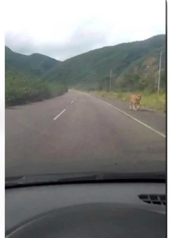 Fake News: Desmienten presencia de felinos en las minas de Lobatera tras difusión de fotografía alterada