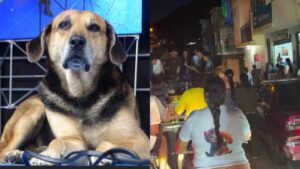 Falleció perrito muy querido en un pueblo de Colombia y le dieron el último adiós con un sepelio masivo