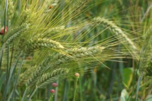 Grandes inventos de la humanidad: La agricultura