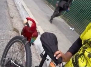 Guacamaya «se hizo la Willie Mayz» en Caricuao para que le «dieran la cola» (VIDEO)