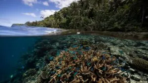 Hallan arrecifes de coral que resisten a la crisis climática