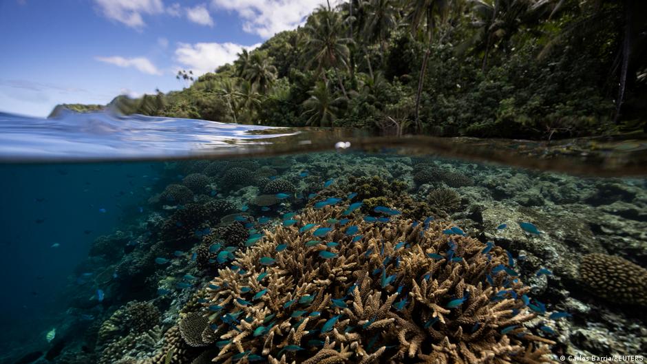 Hallan arrecifes de coral que resisten a la crisis climática