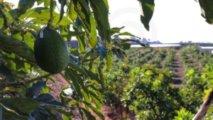 Hoja de aguacate: Para qué sirve, beneficios y cómo prepararla