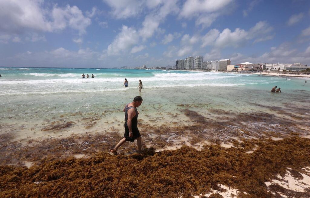 Imagen de Playa Coral rodeada de sargazo , cerca de Cancún, estado de Quintana Roo (México)