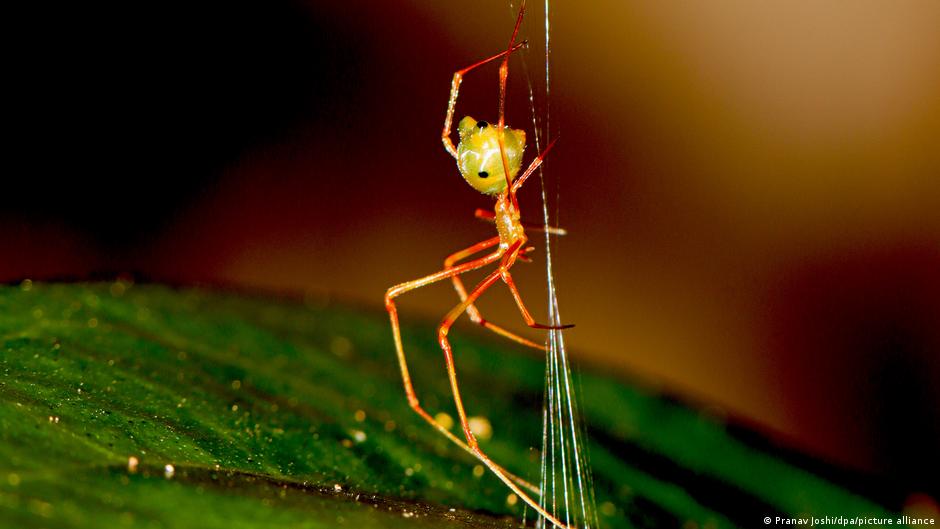 La araña australiana que caza usando una catapulta de seda