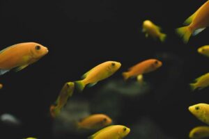 La ciencia invisible del acuario: bacterias, plantas y equilibrio del agua