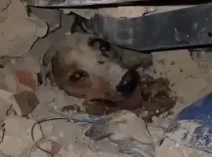 La conmovedora hidratación y rescate de un canino tras el colapso de una vivienda en Venezuela –