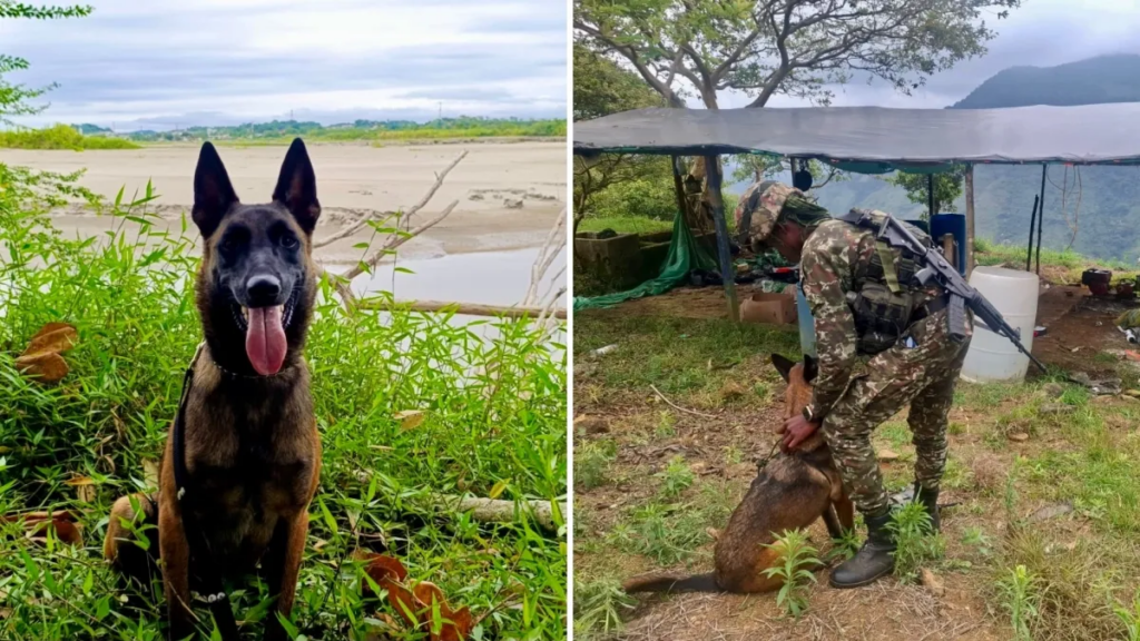 La historia de Mosly, la perra especializada en la detección de explosivos para el Ejército Nacional a la que un rayo le quitó la vida en Antioquia